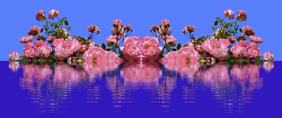 flower image display